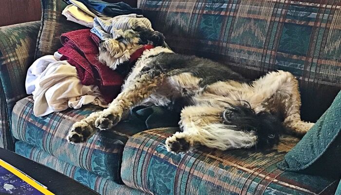 Our Delicate Little Flower, With No Sense Of Modesty. (Rip Skye 2023)