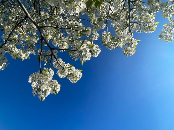 Cherry Blossoms (4.26.23)