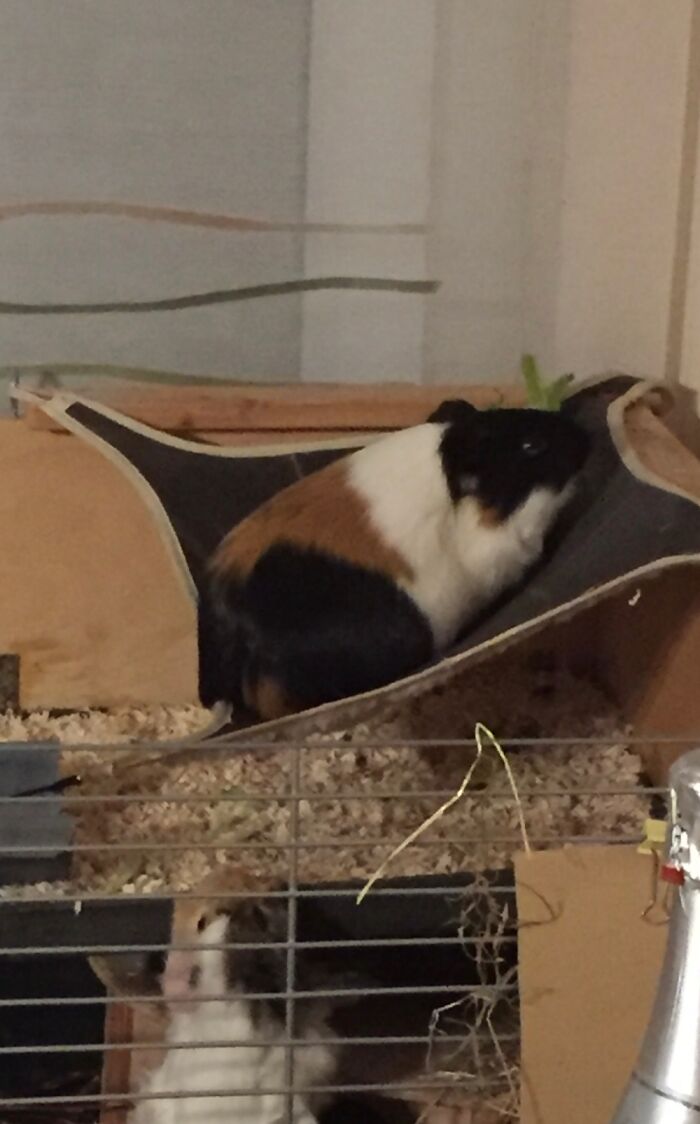My Sisters Guineapig Decided To Eat His Salad Up There