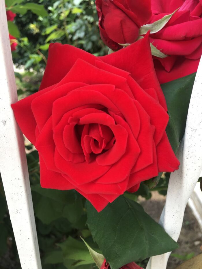 I Wish Pictures Were Scratch And Sniff! I Didn’t Need Any Perfume