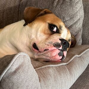 jenniferpagani-smith avatar