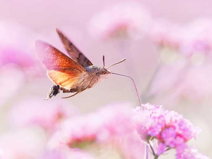 The Winning Photos Of The Insect Week Photography Competition 2023 Have Been Announced, And Here Are 23 Of The Best Ones