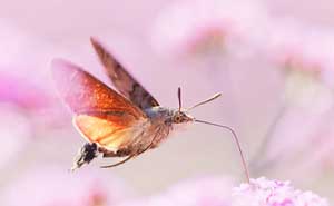 The Winning Photos Of The Insect Week Photography Competition 2023 Have Been Announced, And Here Are 23 Of The Best Ones