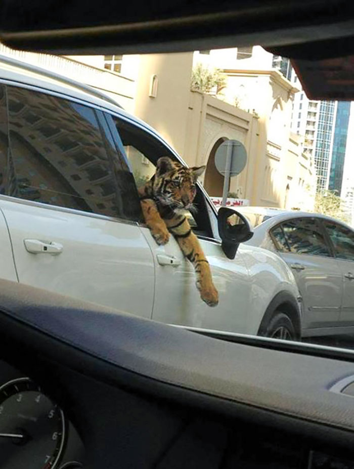 Just An Average Day In Dubai