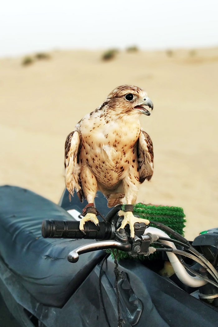 This Little Guy Landed On My Bike At A Dubai Desert Safari