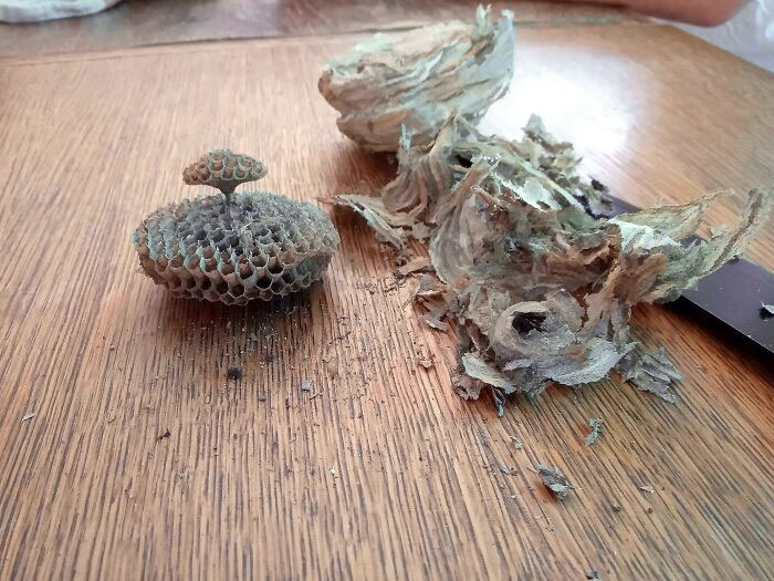 I Cut Open A Waspєs Nest And It Looks Like A Tiny Tree On A Hill