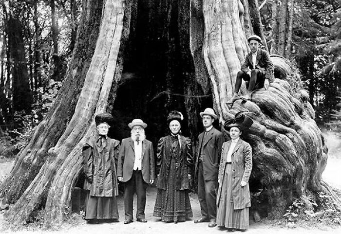 People Posing In Front Of A Big Tree In Stanley Park, Vancouver, 1904