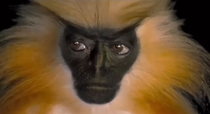 “Gee’s Golden Langur” Currently Very Endangered. Expressions Are So Human