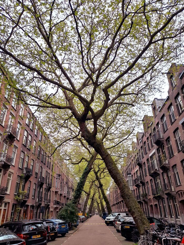  La forma en la que estos árboles crecieron en la vía pública de Ámsterdam