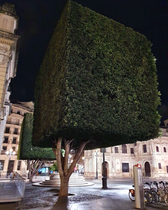 Squared Trees In Sevilla, Spain