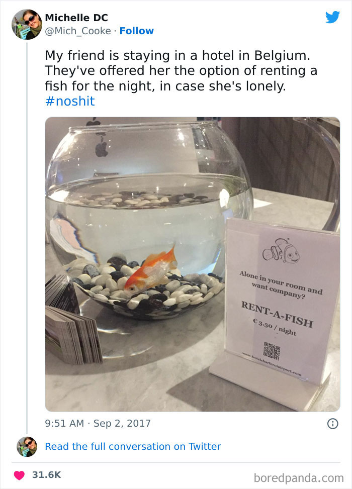 Hotel In Europe Offers A Rent A Pet Fish For Single Travelers