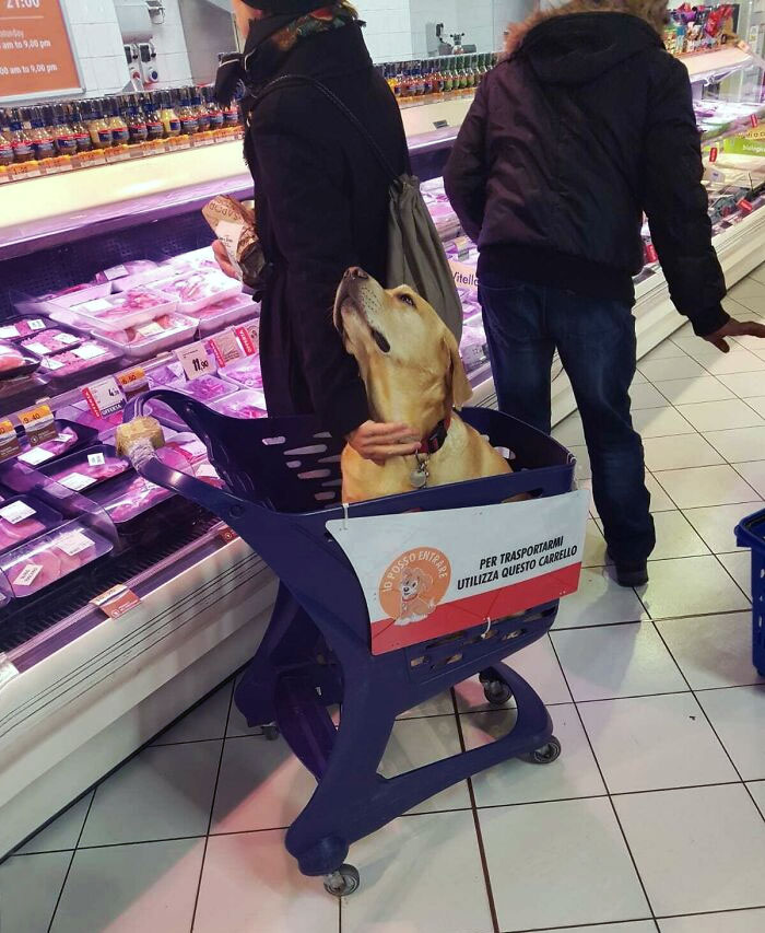 En los supermercados de Italia hay carritos para mascotas