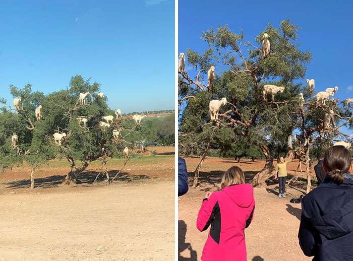 This Tree In Morocco Is Filled With Real Goats Standing On It