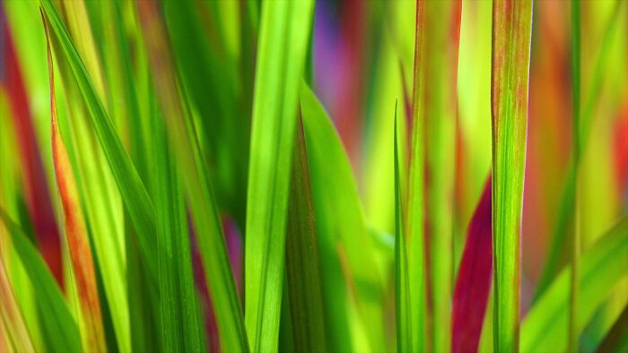 close up view of grass