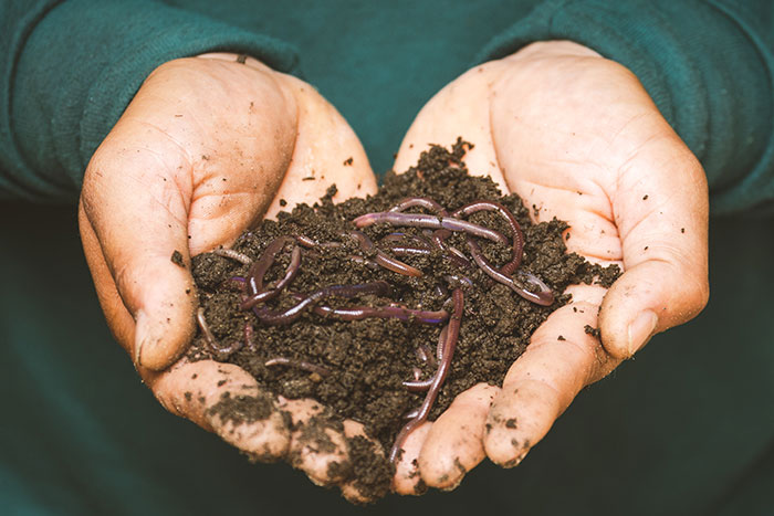 Person Holding Mud And Worms In His Hands 