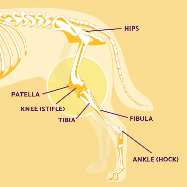 knee-diagram-6466742ad1107-png.jpg