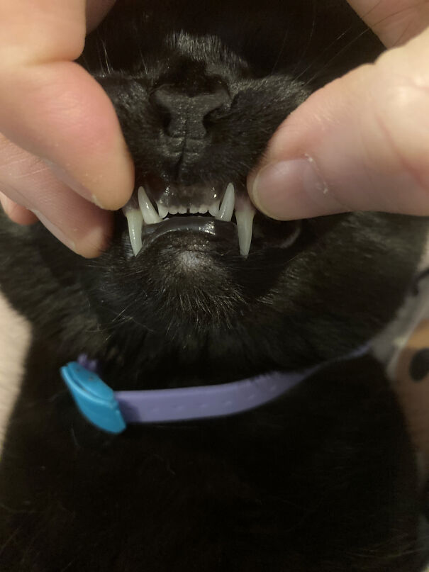 kohl_teefs-6471cd1d44c69.jpg