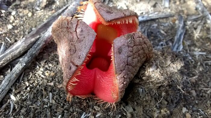 close up view of Hydnora Africana plant