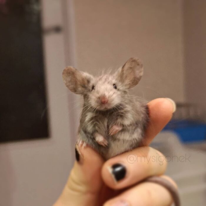 Mice-List-Cute-Instagram