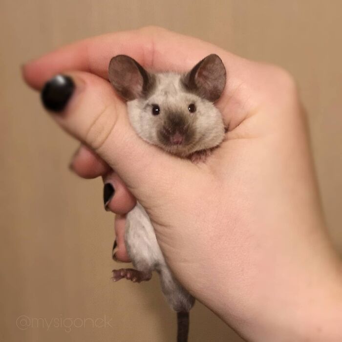 Mice-List-Cute-Instagram