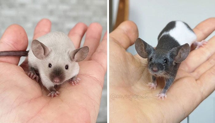 Polish Mouse Breeder Shares 40 Pics Of Their Fancy Mice