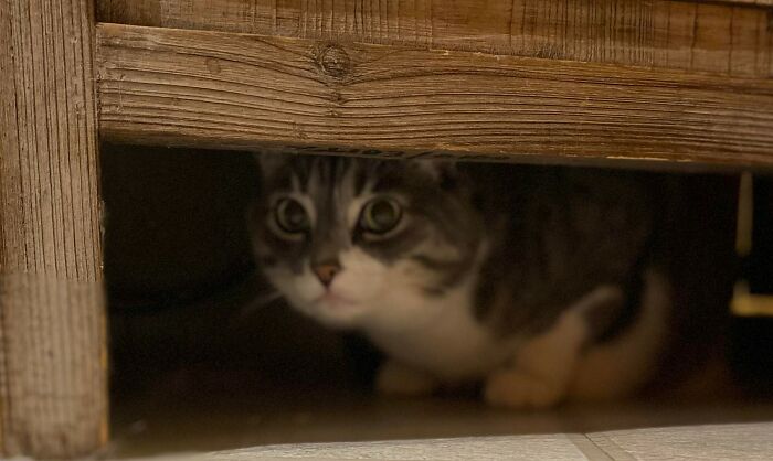 Warning: Unleashed Dog Sighted. (My Daughter's Cat,"Mindy")