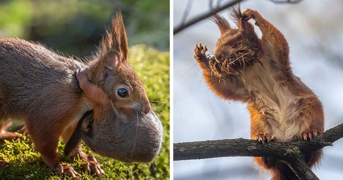 I Am A Photographer Who Captures Squirrels And Their Different Emotions, And Here Are My 35 Works (New Pics)