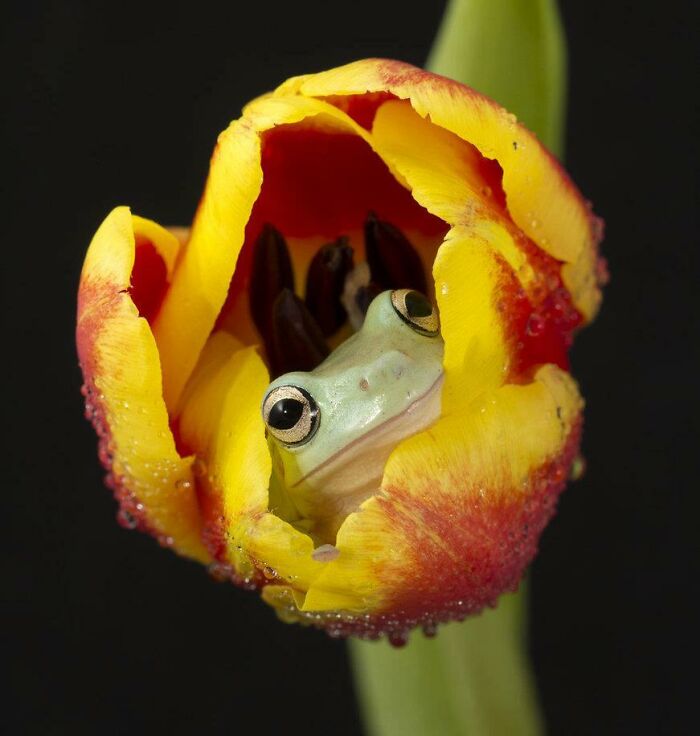 Another Close Up!!! Small Frog In Tulip!