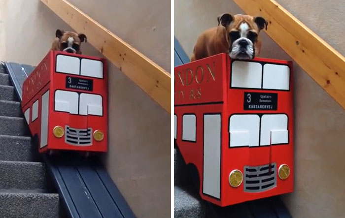 Dog Owner Makes Bus Lift For Dog With Arthritis To Get Down The Stairs