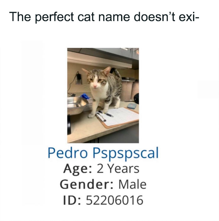The perfect cat name meme