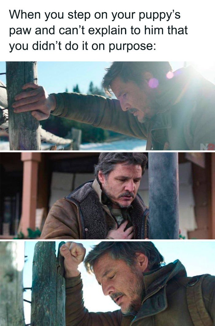 When you step on your puppy's paw and can't explain to him that you didn't do it on purpose meme