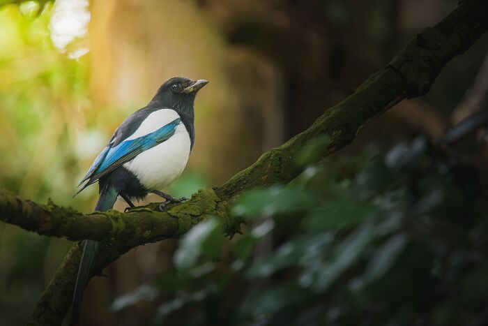Colorful bird standing on a tree branch 