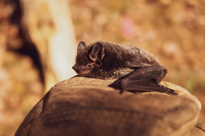 Bat on a rock in the daylight 