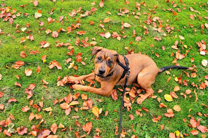 Dog laying on the ground full of leaves 