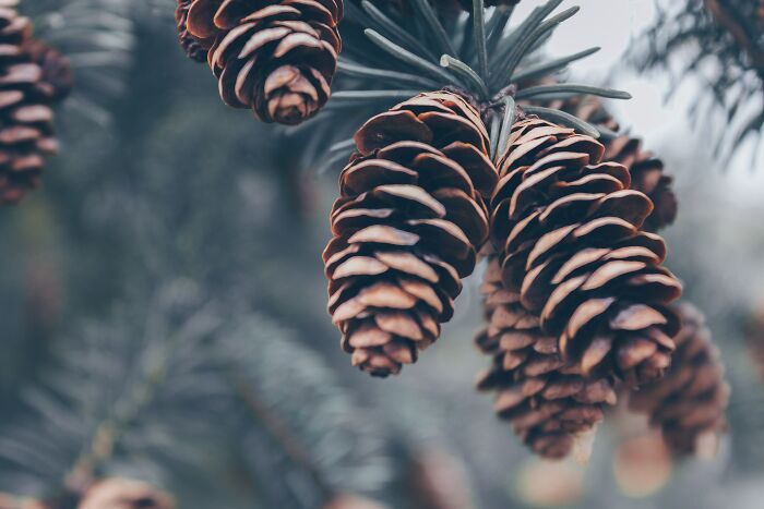 Pine cones on the tree 