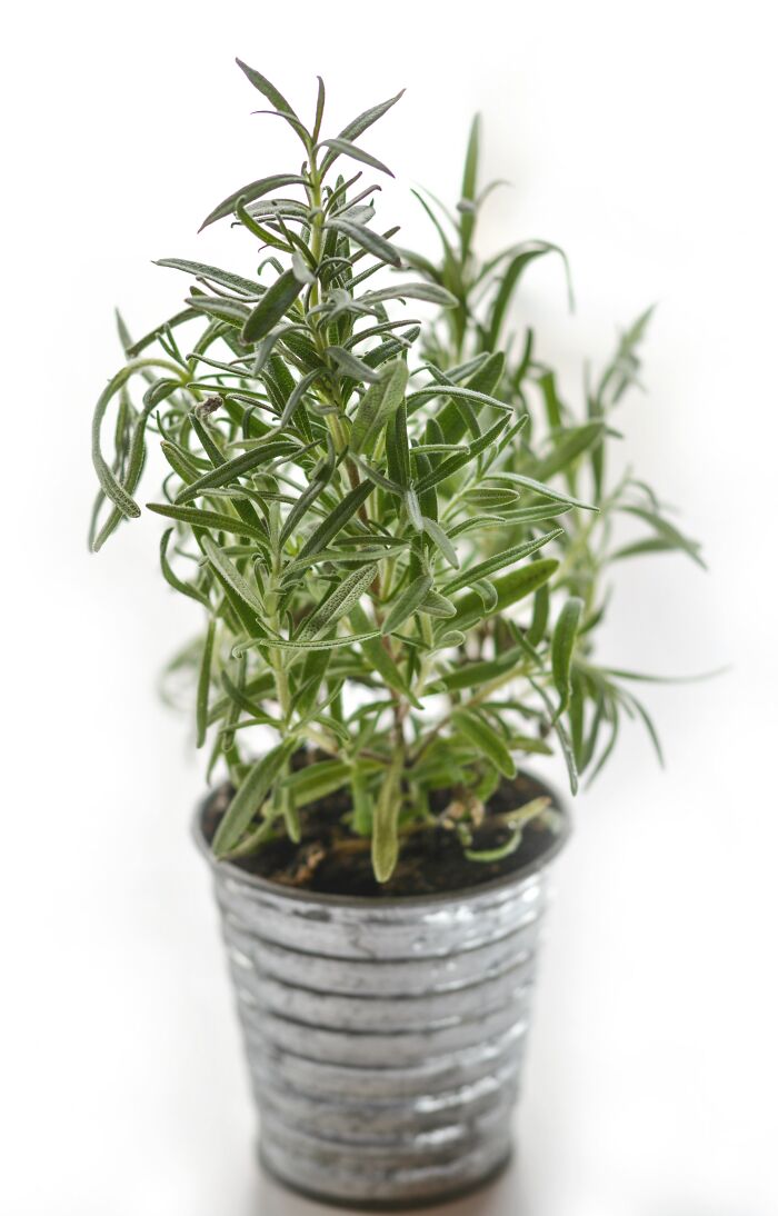 Rosemary plant in a metal bucket 