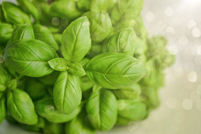close up view of Basil plant