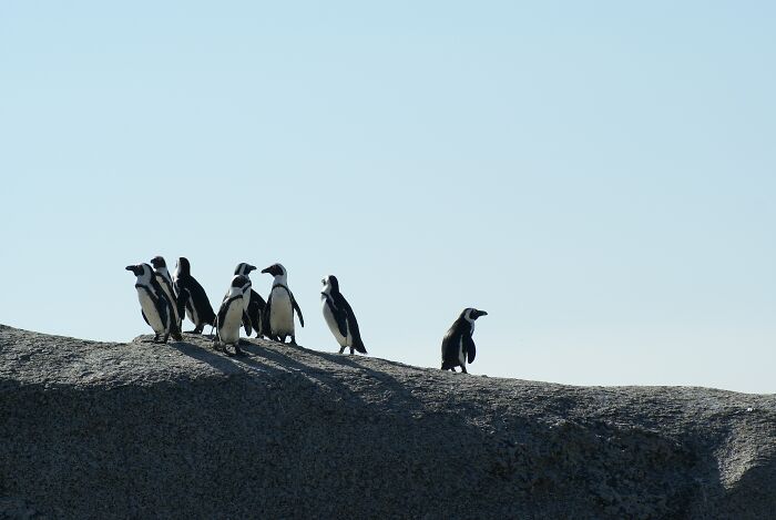 Multiple Penguins walking on the rock 