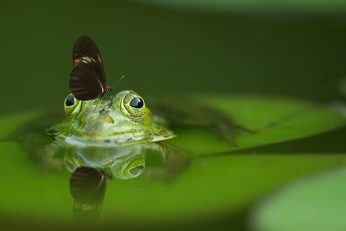 Butterfly on top of a frog's head 