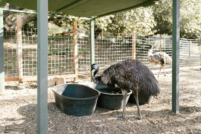 Emu walking in the enclosure 