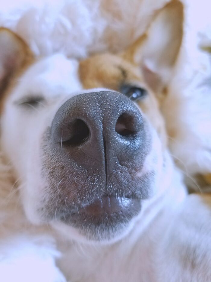 A nose of a dog 