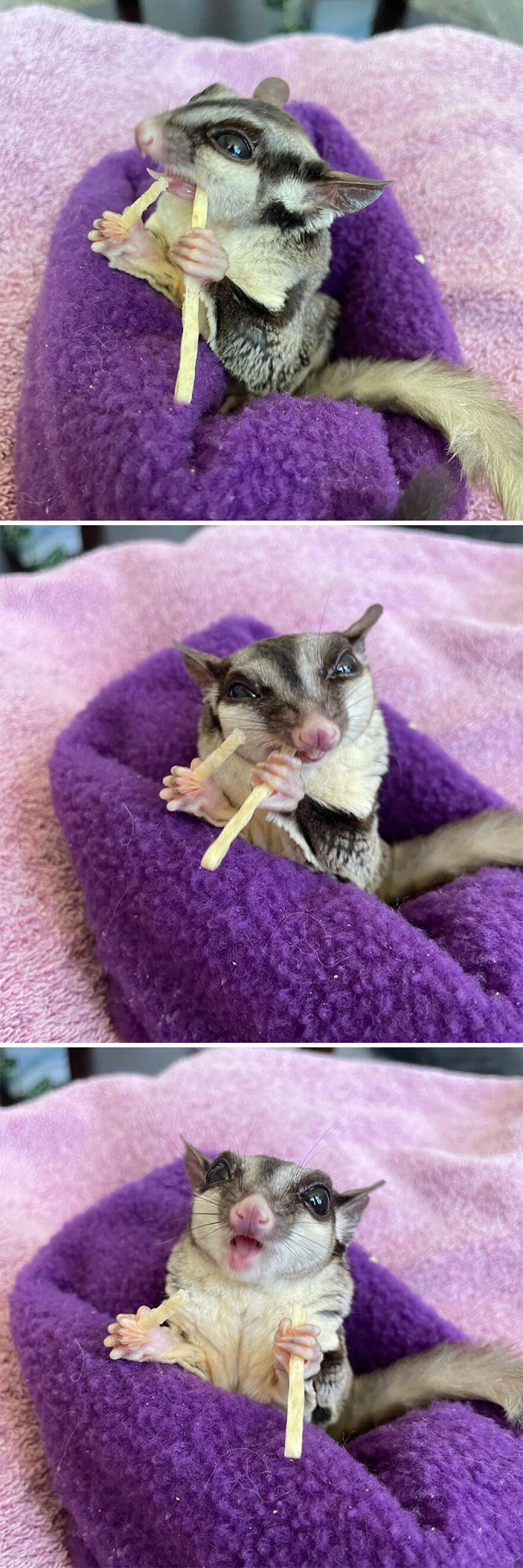 Sugar glider eating a snack 