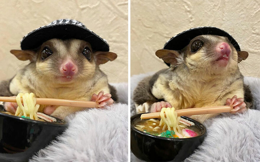Sugar Glider wearing a hat eating noodle 