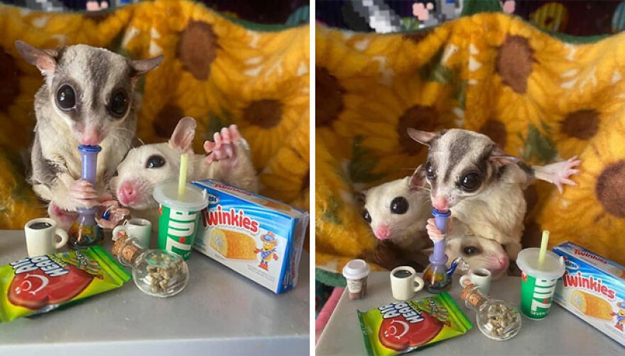 Sugar glider s playing with toy dishes 