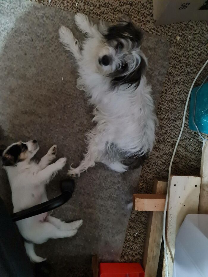 Pippin, The Only Time I Get A Good Shot Of Him Is When He's Asleep. So Much Energy!