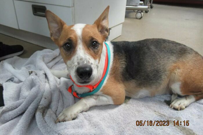 Dog Gives Birth To 7 Puppies On The Way To The Hospital Where She Was Taken Because Of A Rattlesnake Bite Dog Gives Birth To 7 Puppies On The Way To The Hospital Where She Was Taken Because Of A Rattlesnake Bite