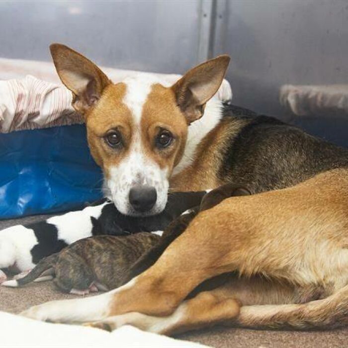 On The Way To The Hospital After Being Bitten By A Rattlesnake, This Dog Gave Birth To 7 Puppies