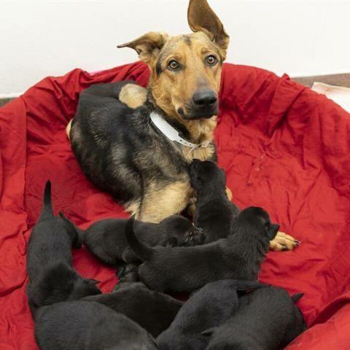 On The Way To The Hospital After Being Bitten By A Rattlesnake, This Dog Gave Birth To 7 Puppies