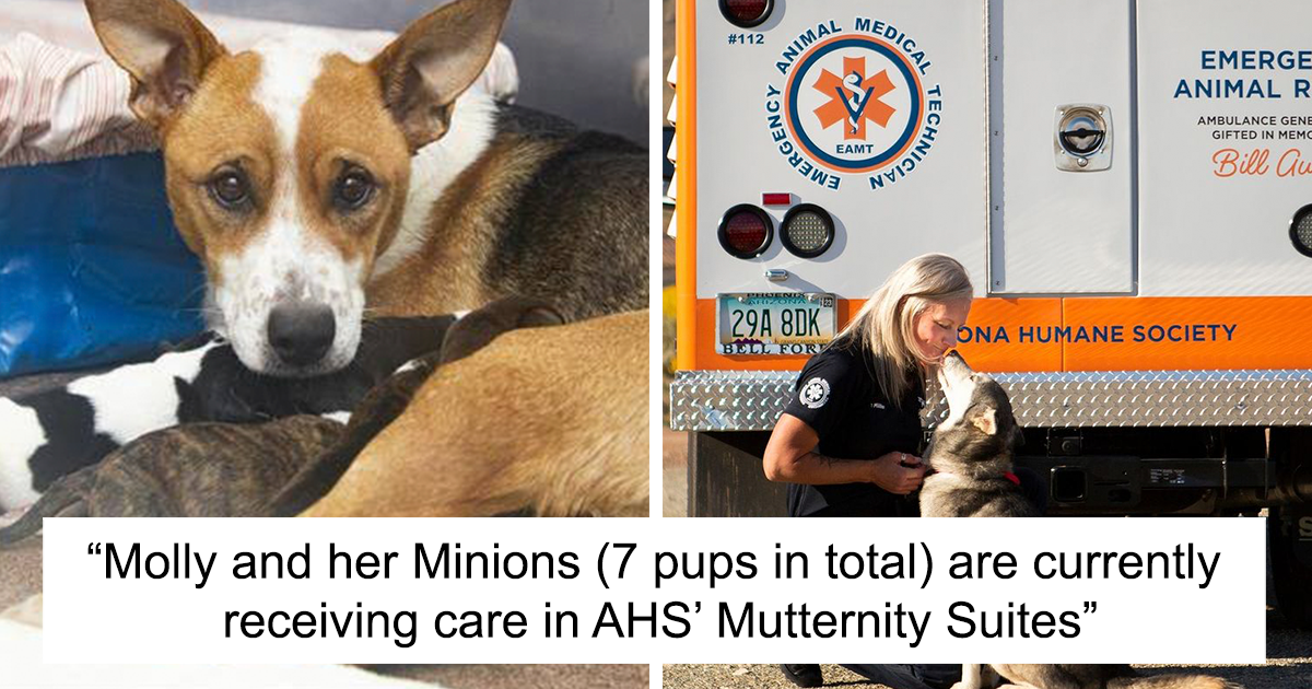 On The Way To The Hospital After Being Bitten By A Rattlesnake, This