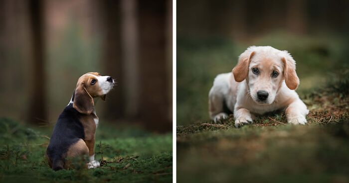 19 Pictures Of Adorable Puppies I’ve Photographed
